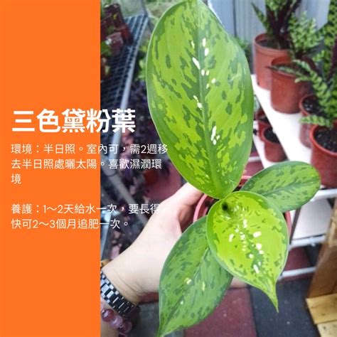 黛粉葉紅|8種黛粉葉品種蒐集の目錄圖鑑及栽培管理指南